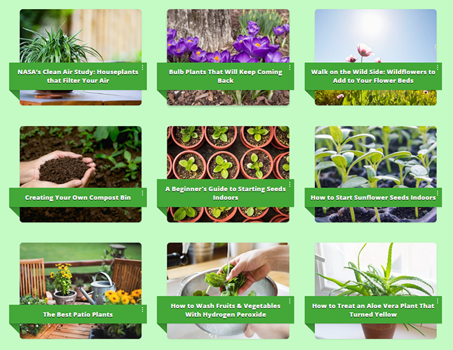 花卉植物園藝指導(dǎo)